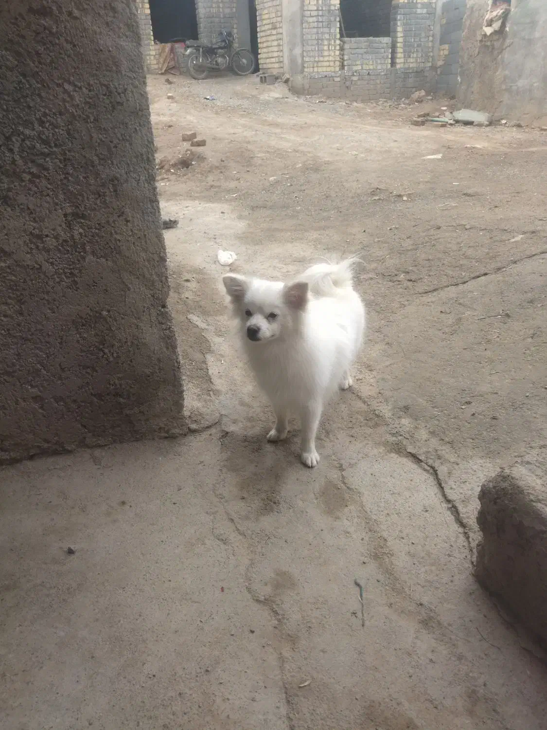 سگ را|سگ|ارسنجان, |دیوار