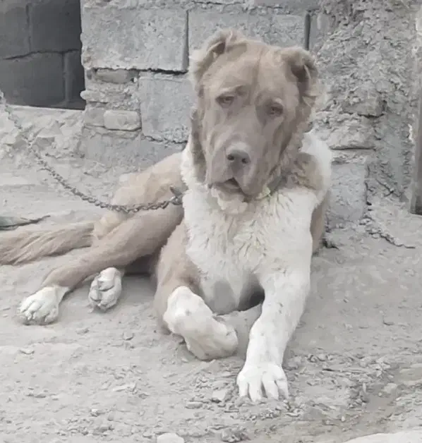 آگهی رو بخون گمشده|حیوانات|قائن, |دیوار