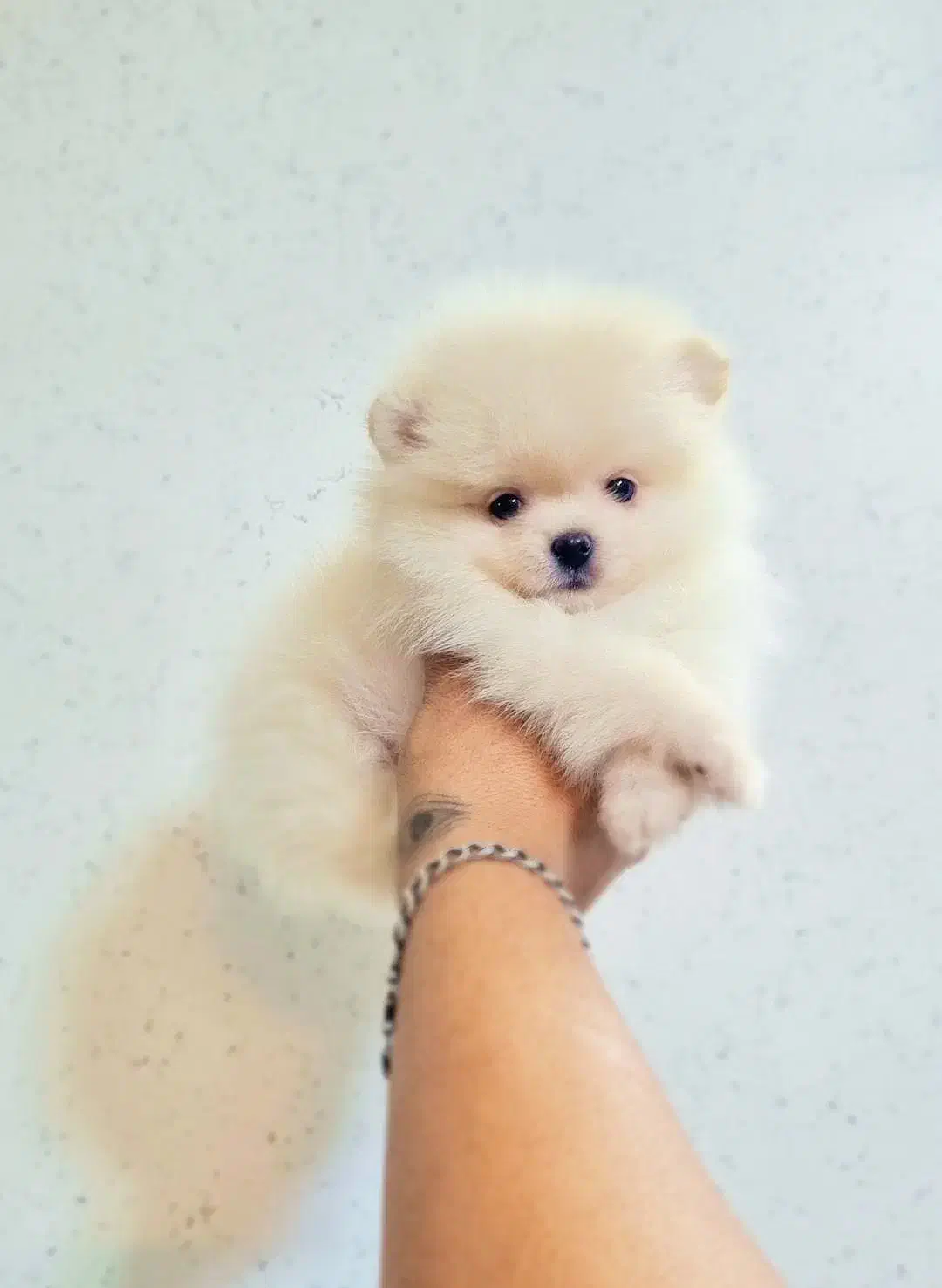 پامرانین خرسی عروسکی|سگ|اصفهان, پینارت|دیوار