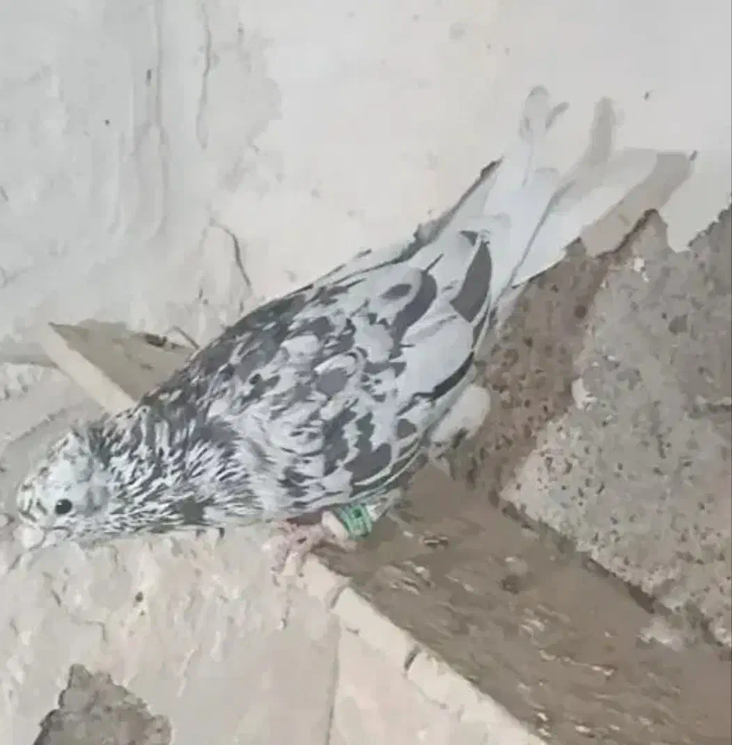 کبوتر|پرنده|سبزوار, قصبه شرقی|دیوار