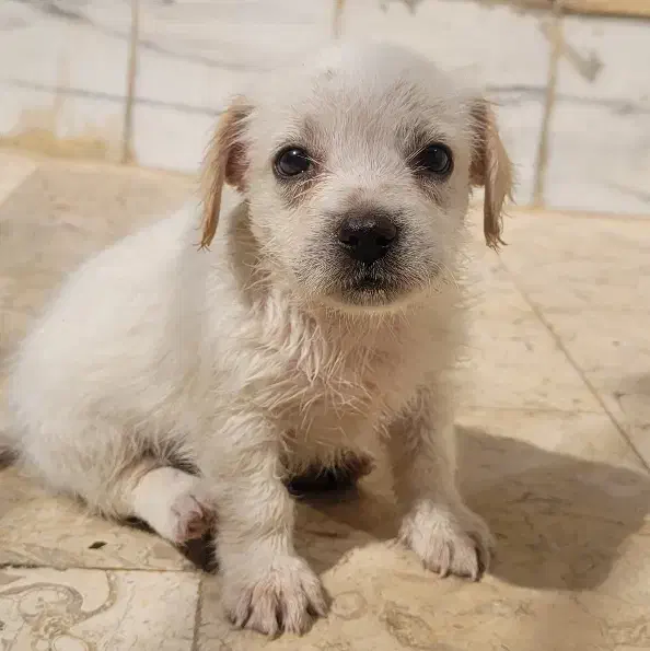 توله سگ پا کوتاه|سگ|اصفهان, شهرک کاوه|دیوار