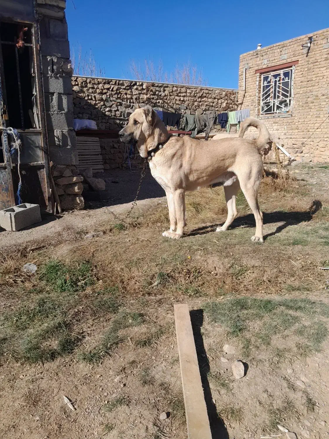 سگ سرابی|سگ|قیدار, |دیوار