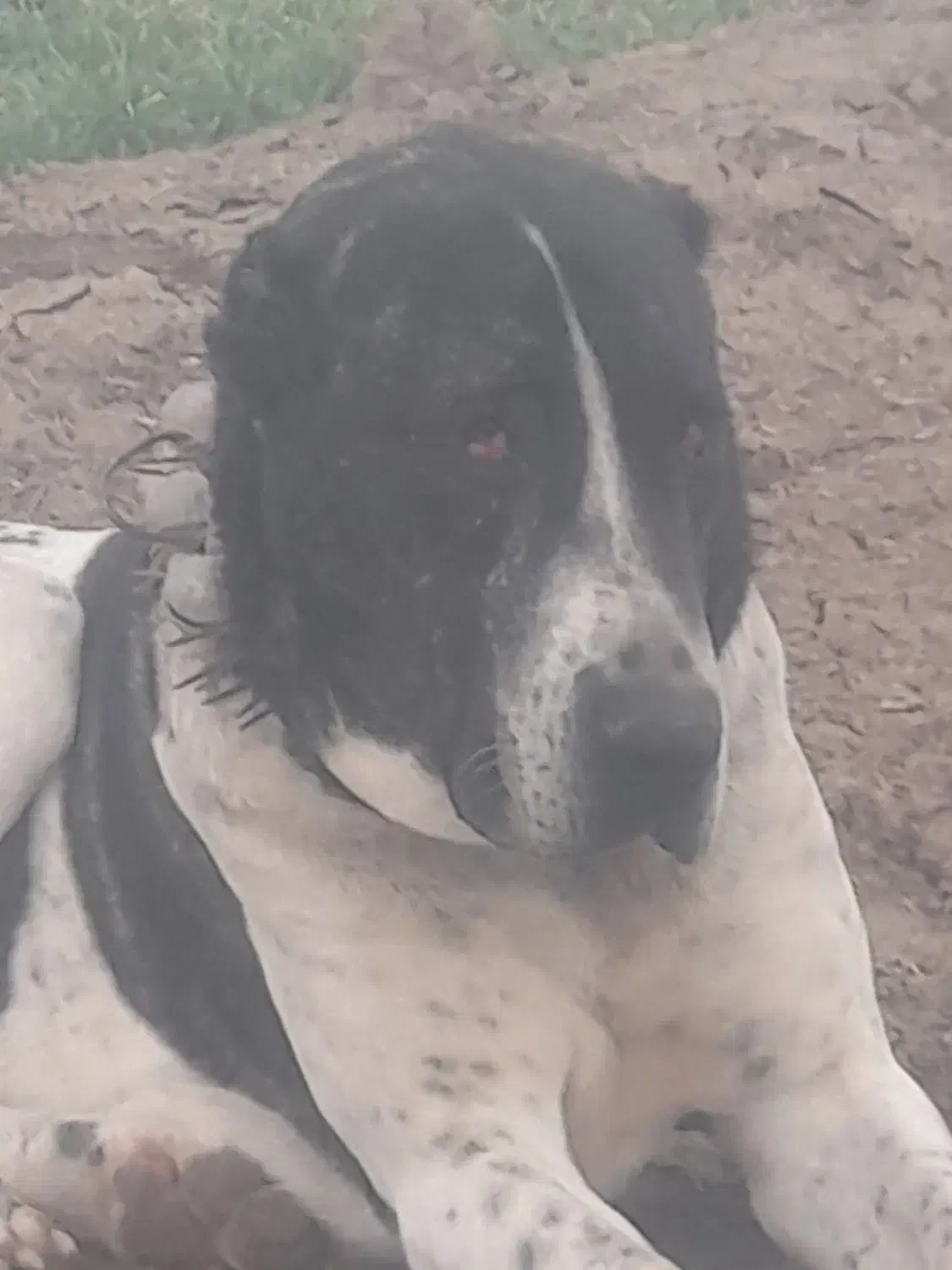 سگ گله ای|سگ|عطاملک, |دیوار