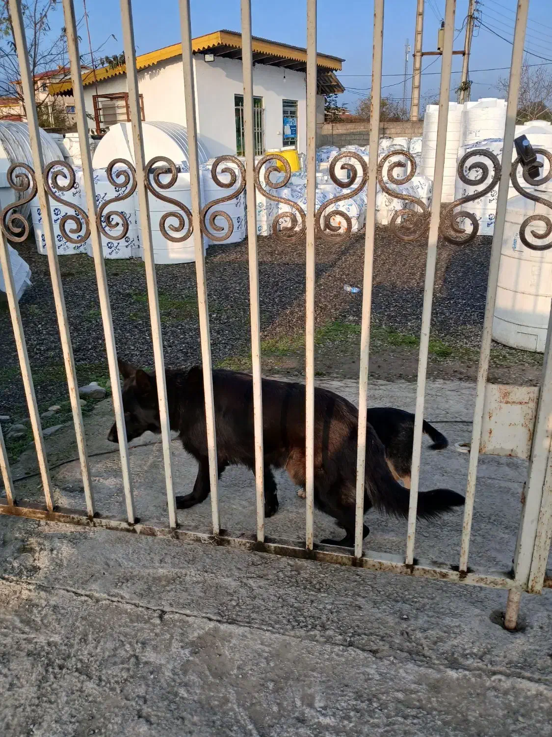 سگ ژرمن بلک ماده اصیل|سگ|پرهسر, |دیوار