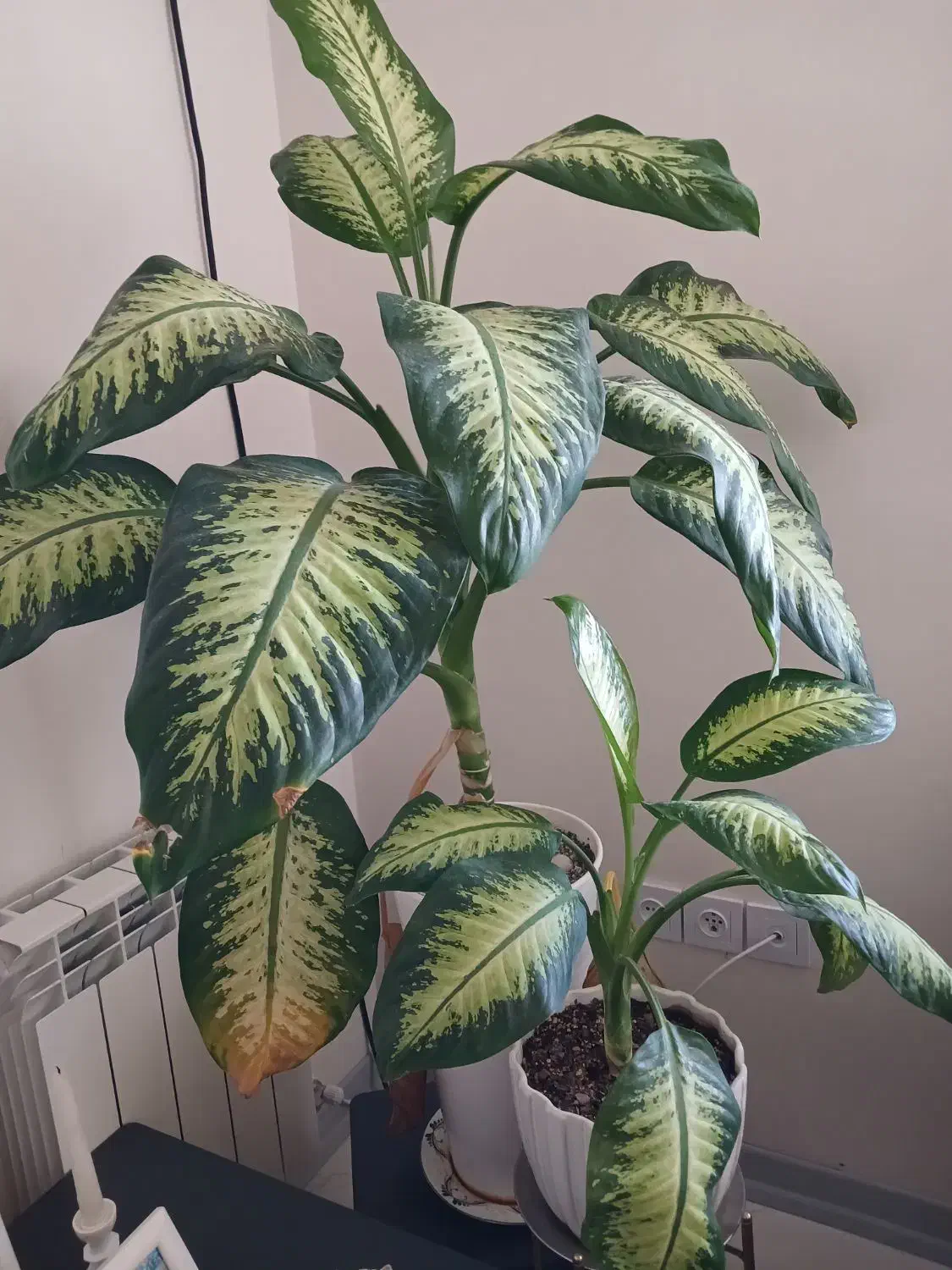 دیفن باخیا و شفلرا|گل و گیاه طبیعی|محمدشهر, شهرک چمران|دیوار