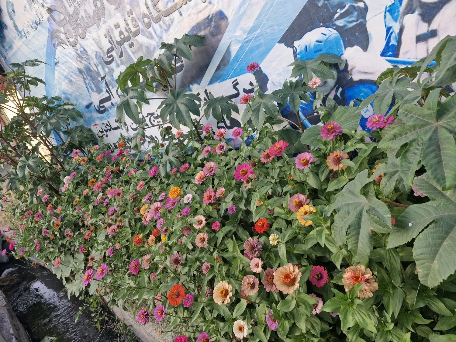 سیم کارت|سیم‌کارت|اصفهان, کوی امیریه|دیوار
