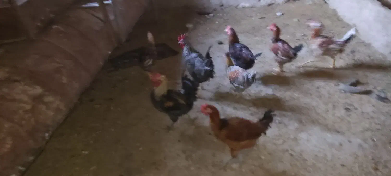 خروس|پرنده|گوآور, |دیوار