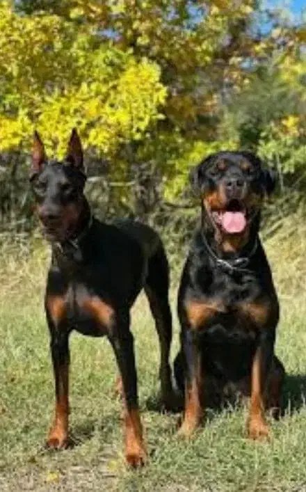 پرورش تخصصی روتوایلر ، ژرمن ،کنکورسو و دوبرمن|سگ|کرج, گوهردشت|دیوار