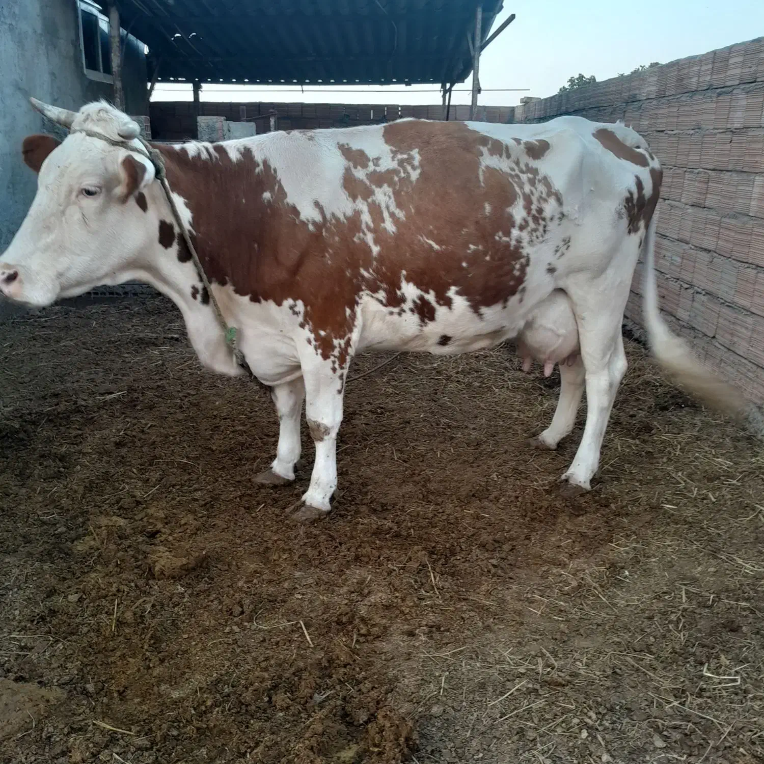 گاو گوساله دار|حیوانات مزرعه|آق قلا, |دیوار