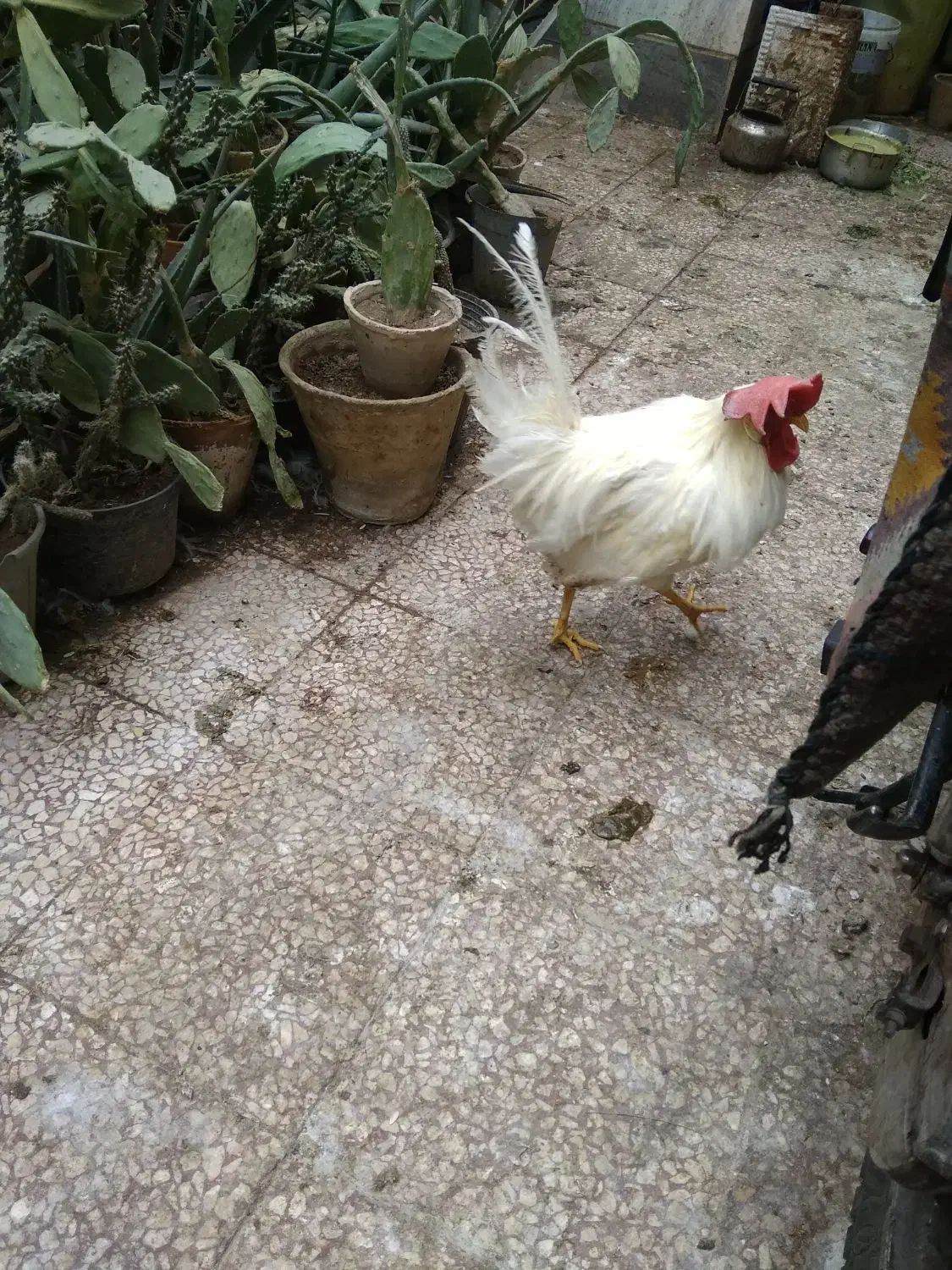 خروسسفیدخروسخونگیدرشتجوان10ماهه|حیوانات مزرعه|قم, هنرستان|دیوار