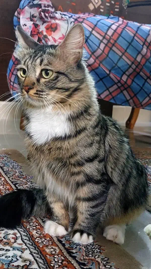 گمشده|حیوانات|اندیشه, اندیشه فاز ۳|دیوار