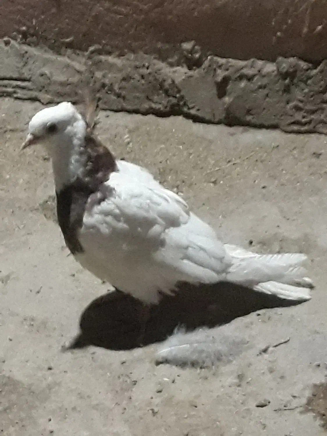 ماده طوقی|پرنده|زهک, |دیوار