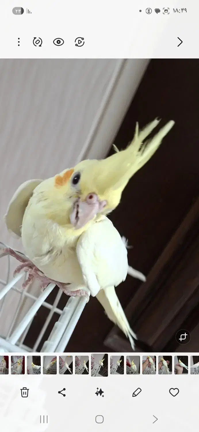 جوجه عروس هلندی فوق العاده زیبا|پرنده|قزوین, |دیوار