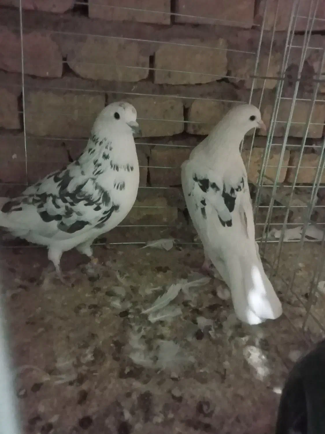 کبوترکشکلک وسروک پرشی و(محل بازدیدبلواراستقلال)|پرنده|اشکذر, |دیوار