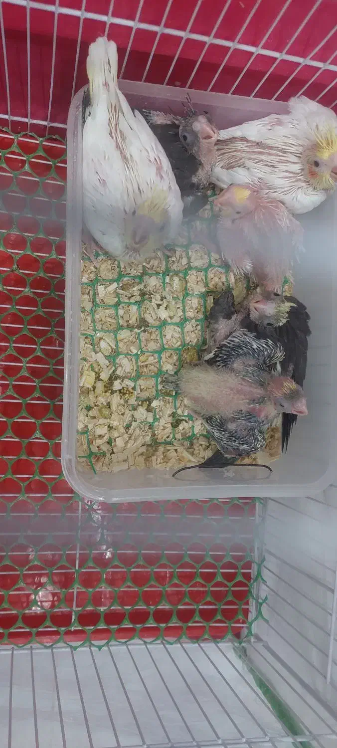 جوجه عروس هلندی|پرنده|بیرجند, |دیوار