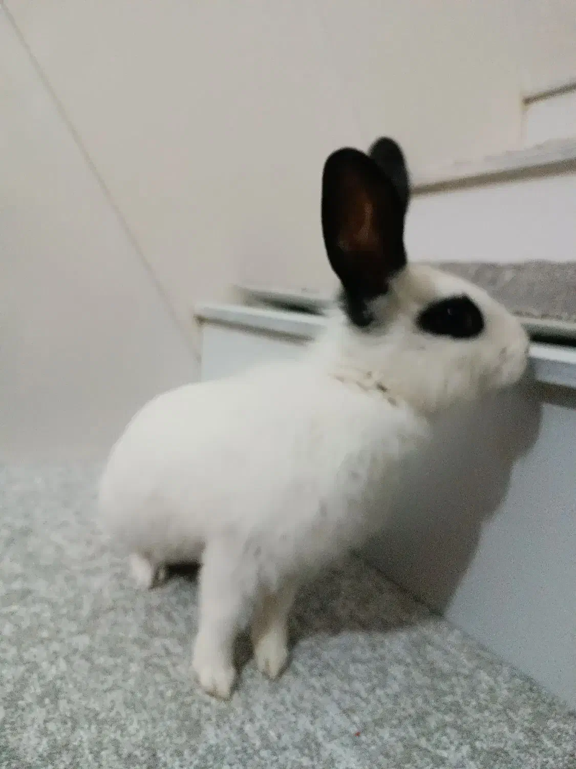 فروش خرگوش|موش و خرگوش|مریوان, |دیوار