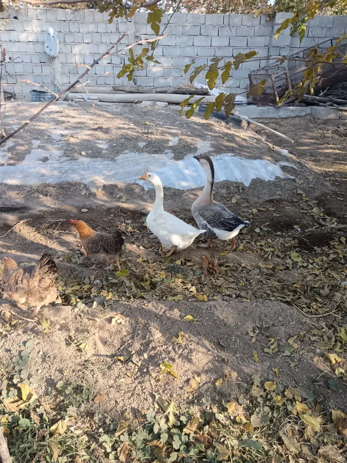 قوقاز|حیوانات مزرعه|تسوج, |دیوار