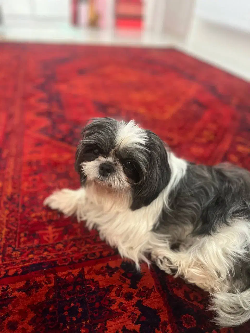 شیتزو|سگ|ابهر, |دیوار