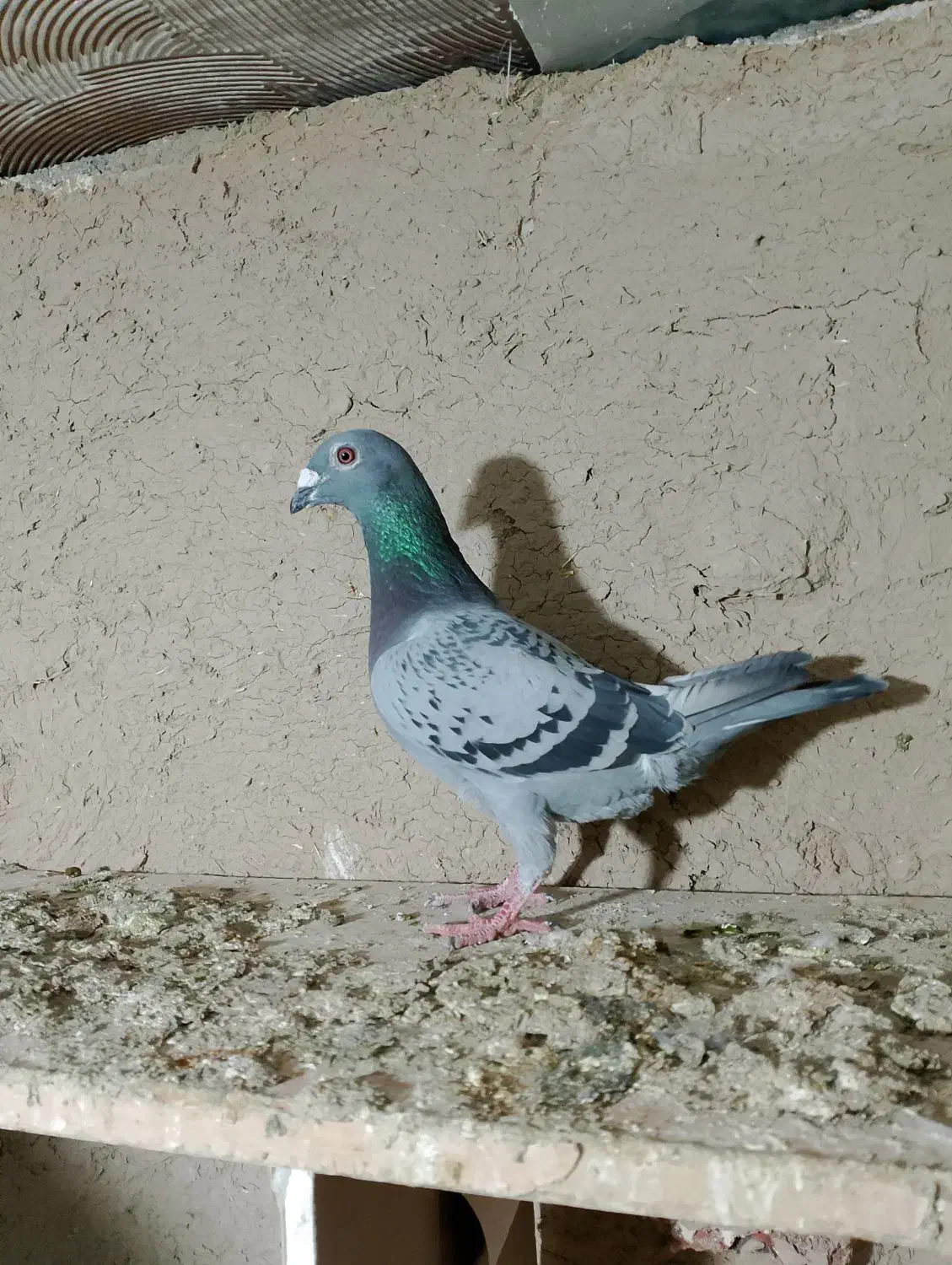 سلام|پرنده|اردبیل, |دیوار