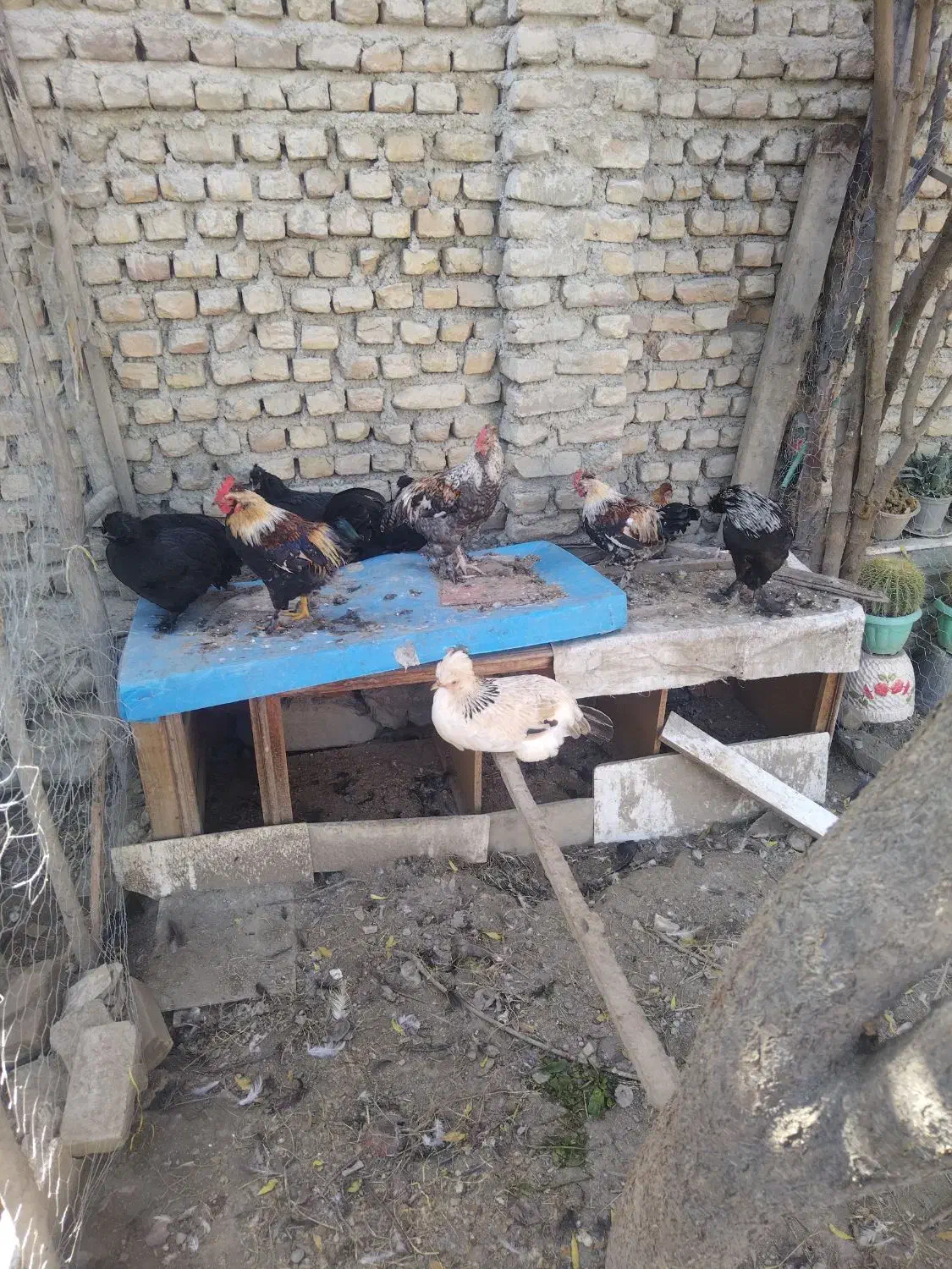 مرغ و خروس پاکوتاه کاکلی و پاپر|حیوانات مزرعه|بندر گز, |دیوار