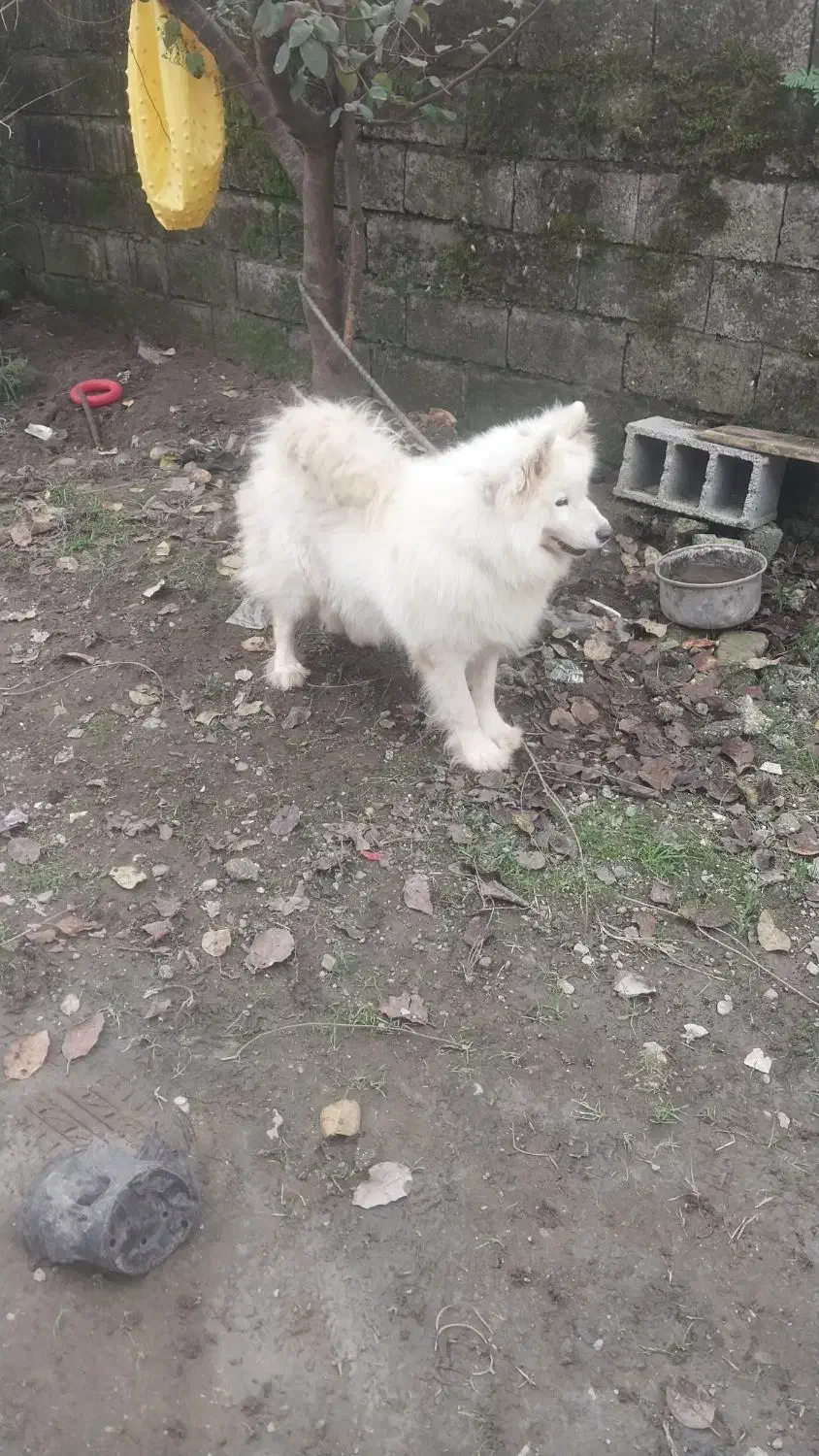 به دلیل نبود جا و نگهداری زیرقیمت به فروش میرسد|سگ|پرهسر, |دیوار