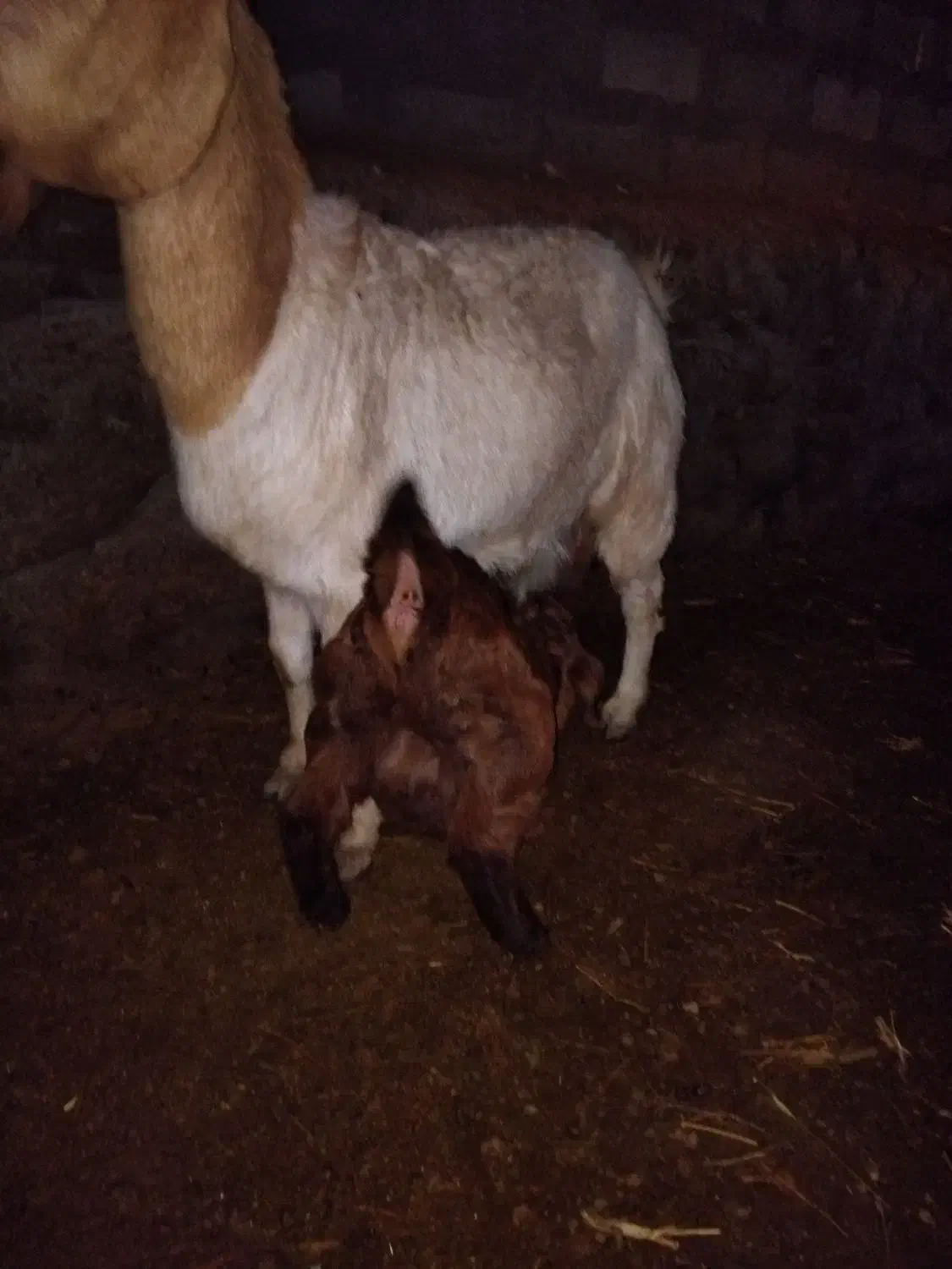 بزپاکستانی|حیوانات مزرعه|فریمان, |دیوار