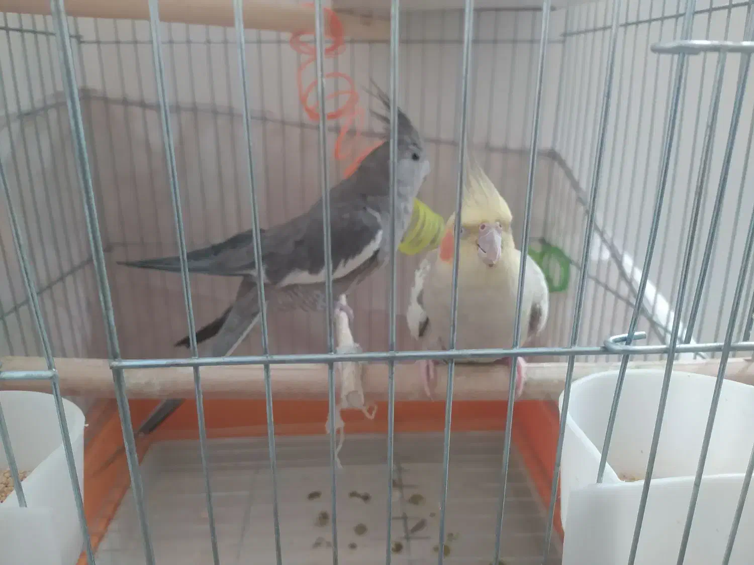 عروس هلندی|پرنده|پاکدشت, شهرک امام رضا|دیوار