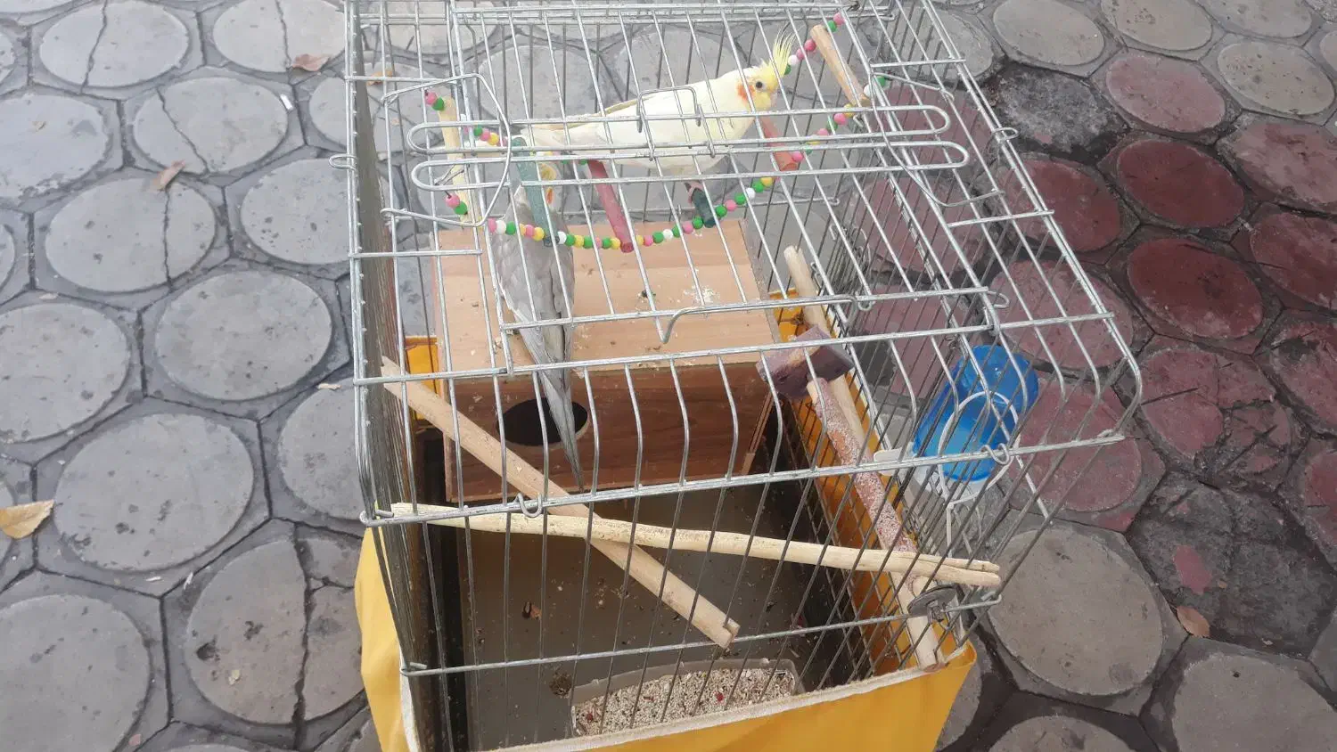 عروس هلندی نروماده مولد|پرنده|الوند, |دیوار