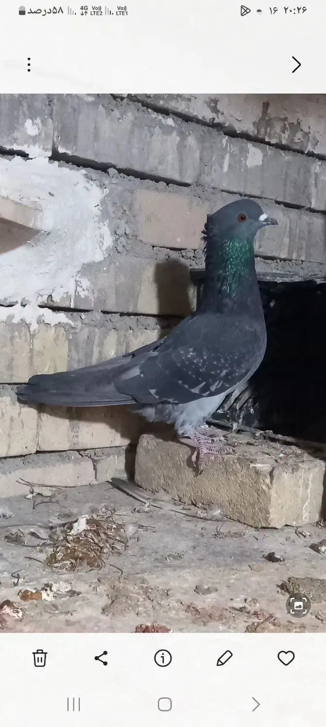 نر پرش بالا|پرنده|ساوه, |دیوار