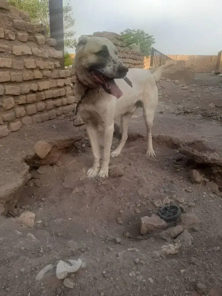 سگ افغان|سگ|رفسنجان, |دیوار