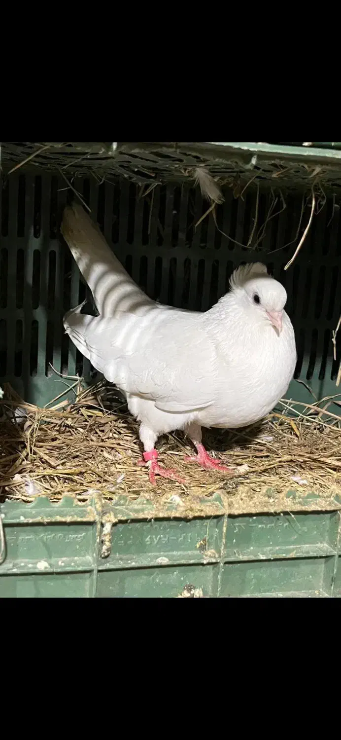 کبوتر|پرنده|تالش, هشتپر|دیوار