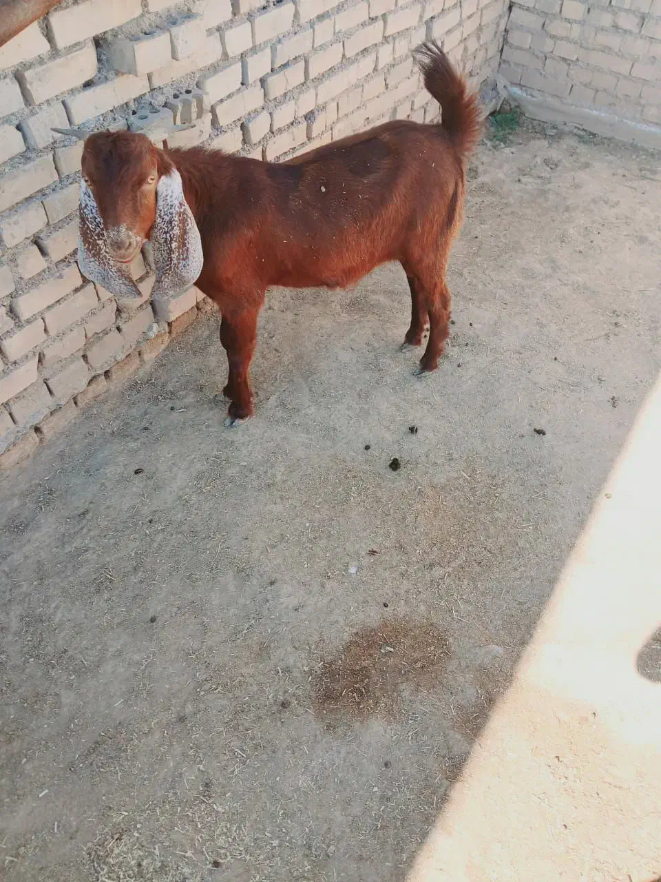 شیش عدد بز|حیوانات مزرعه|اهواز, اسماعیلیه|دیوار