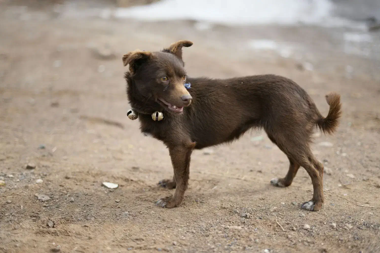 ماده پاپی|سگ|تربت‌حیدریه, چهارراه خواف|دیوار