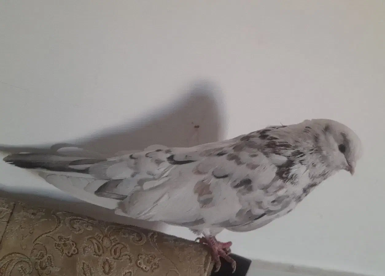 سرور|پرنده|ابهر, |دیوار