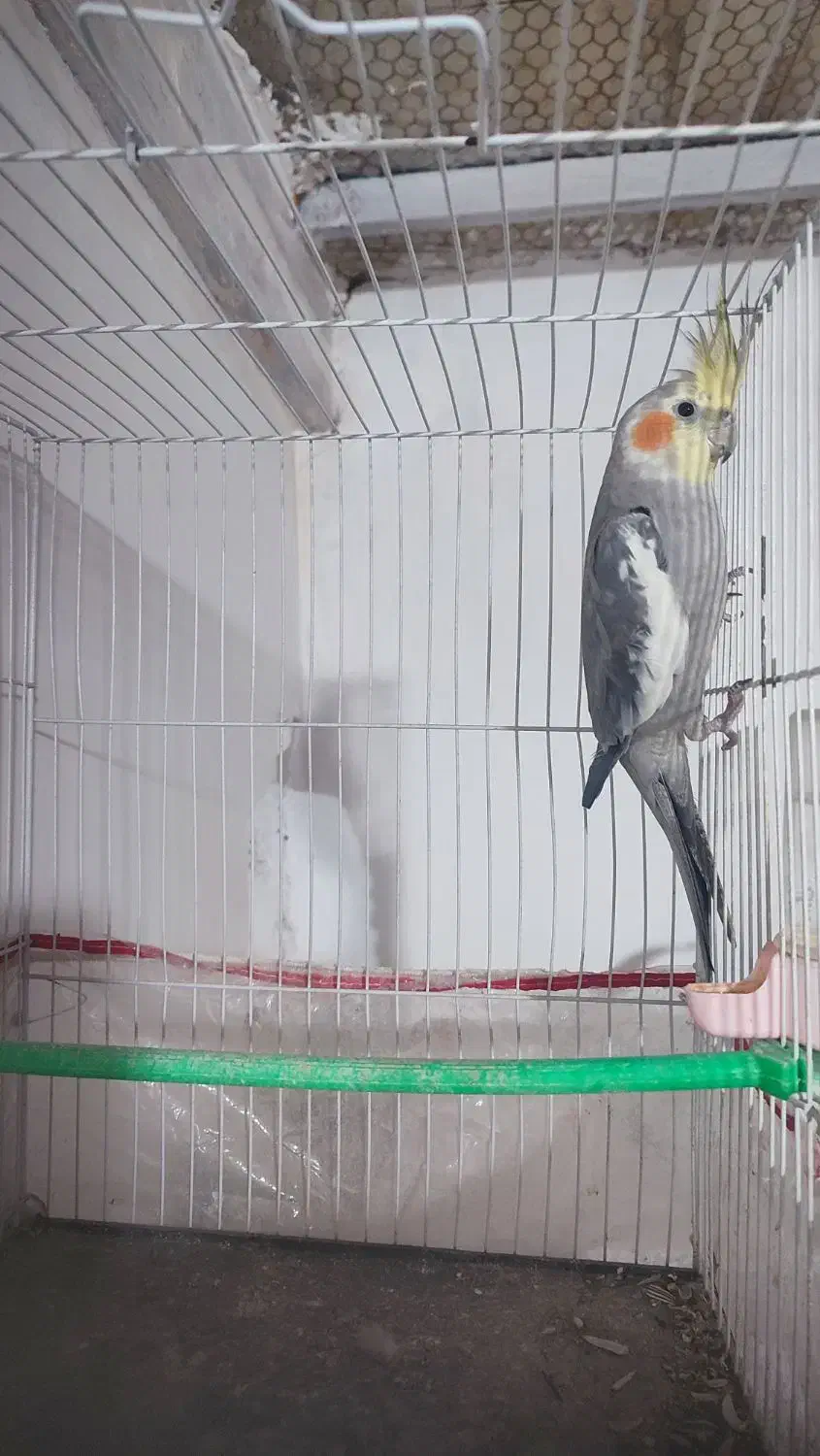 عروس هلندی نر ۸ ماهه|پرنده|مشهد, توس فردوسی|دیوار