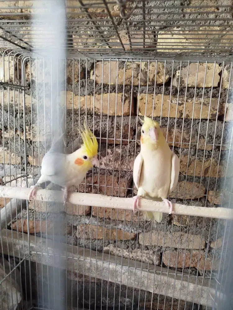 جفت عروس هلندی با قفس|پرنده|میناب, |دیوار