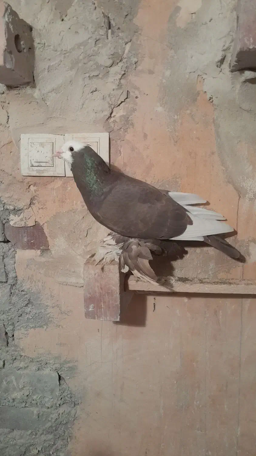 کبوتر|پرنده|میاندوآب, |دیوار