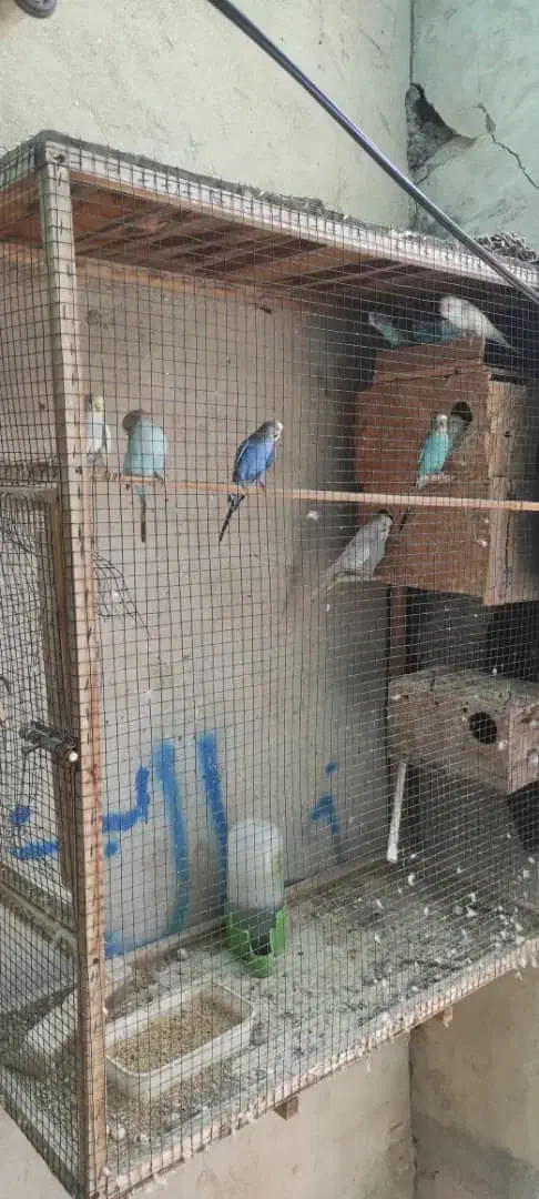 فنچ مرغ عشق و عروس هلندی|پرنده|قشم, |دیوار