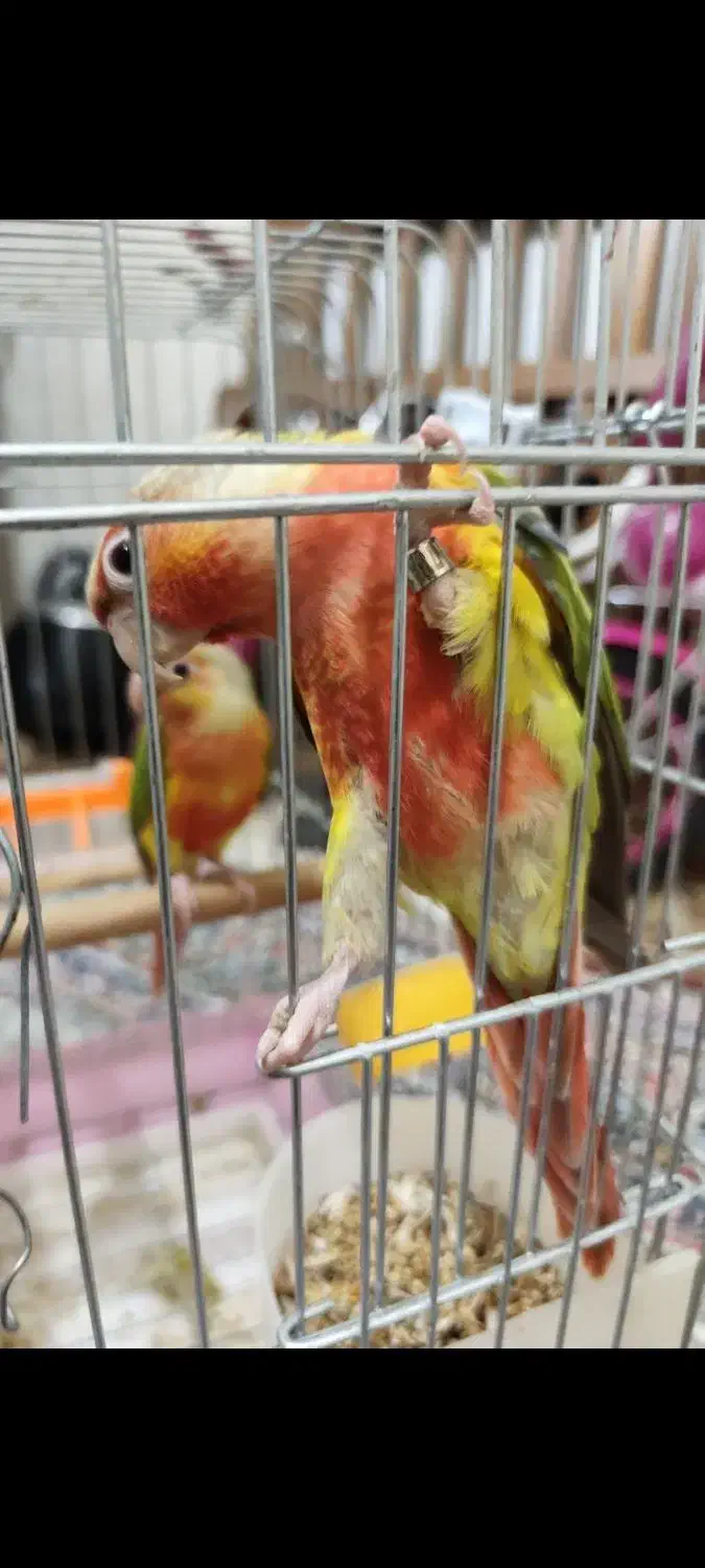 گرینچیک|پرنده|شیراز, شهرک سراج‎|دیوار