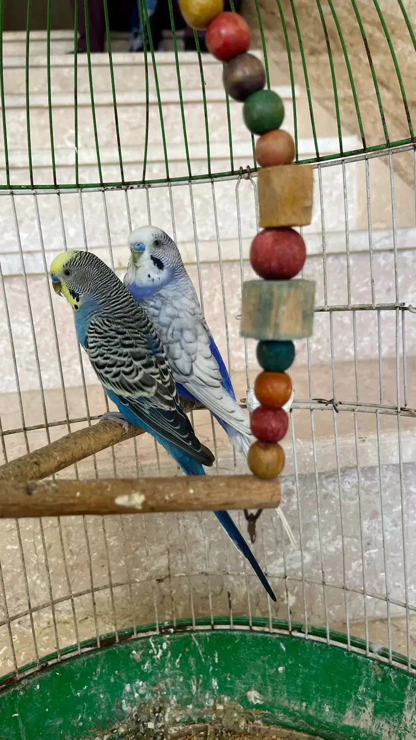 دو عدد مرغ عشق نر|پرنده|گلوگاه بابل (گلیا), |دیوار