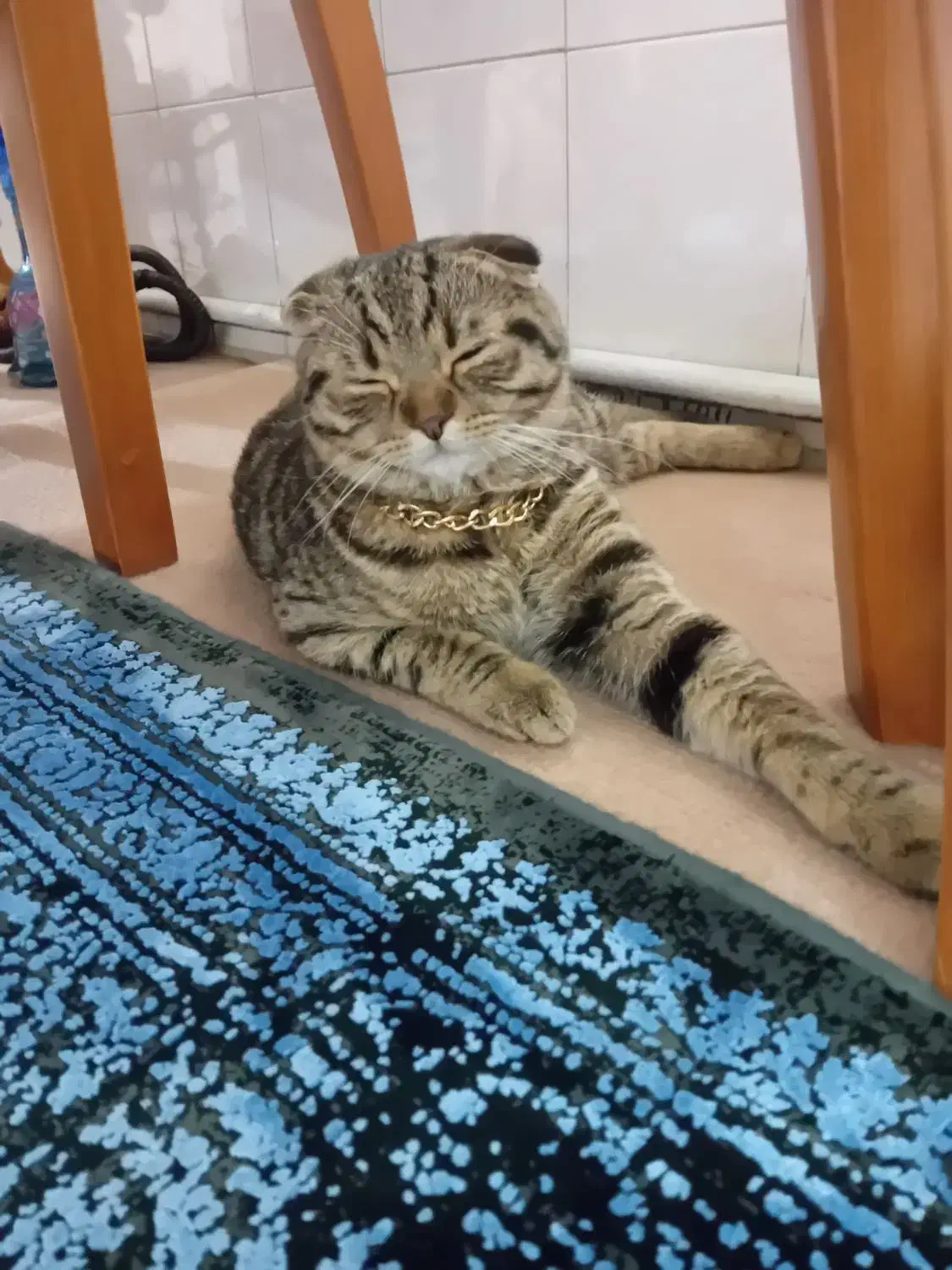 گربه میکس اسکاتیش و بریتیش|گربه|اسلامشهر, مطهری|دیوار