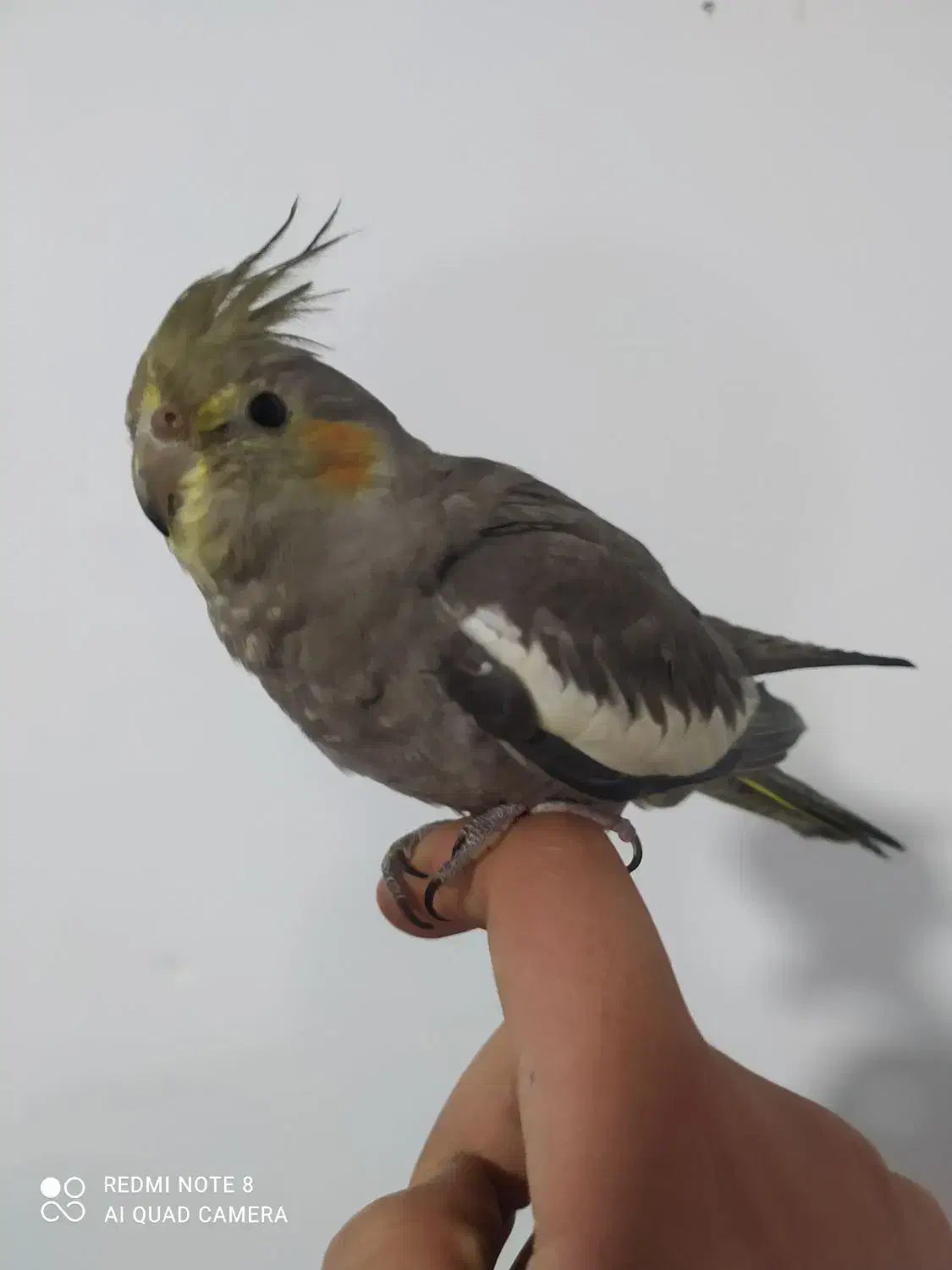 عروس هلندی دستی|پرنده|اسدآباد, |دیوار