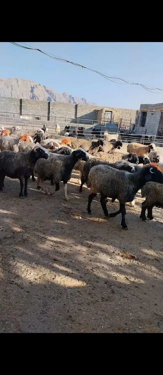 میش|حیوانات مزرعه|شهرضا, |دیوار