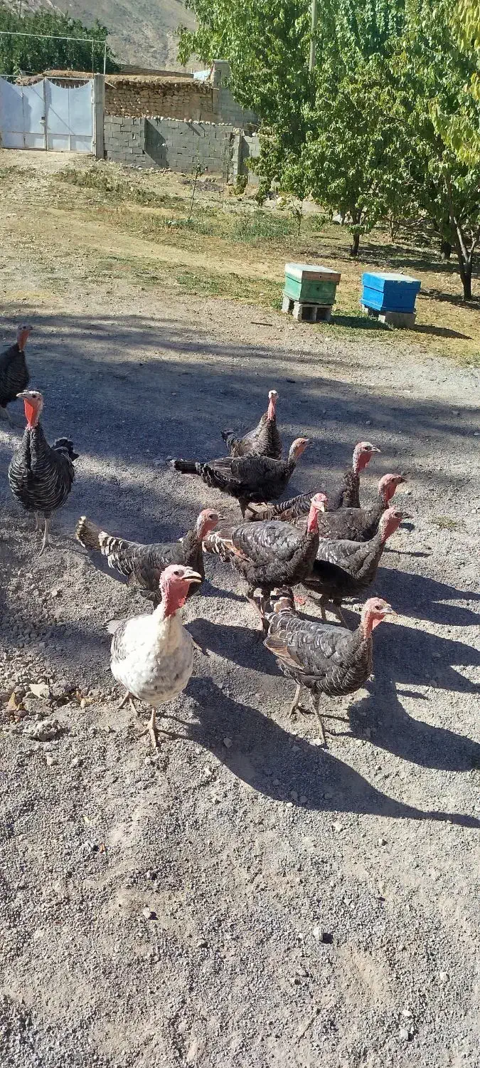 فروش بوقلمون|حیوانات مزرعه|لردگان, |دیوار