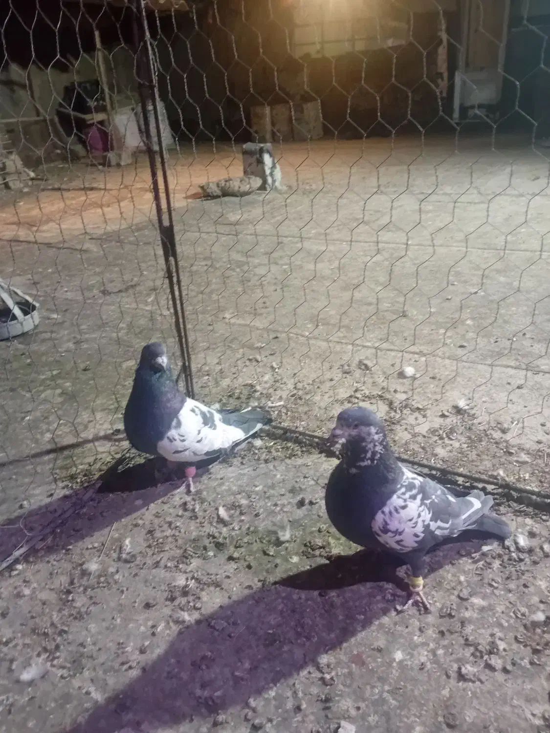 کبوتر|پرنده|تربت‌حیدریه, پائین ولایت|دیوار