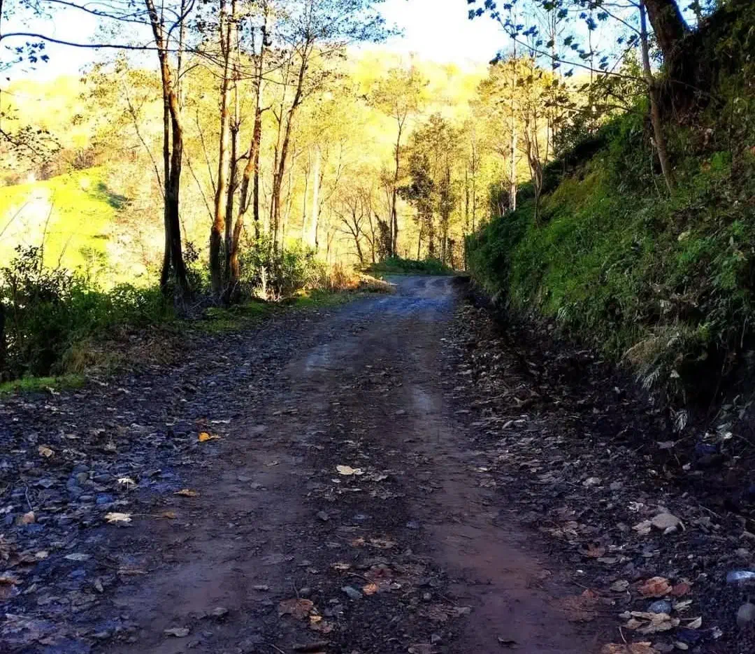 کارگرباغ|خدمات باغبانی و درختکاری|رانکوه, |دیوار