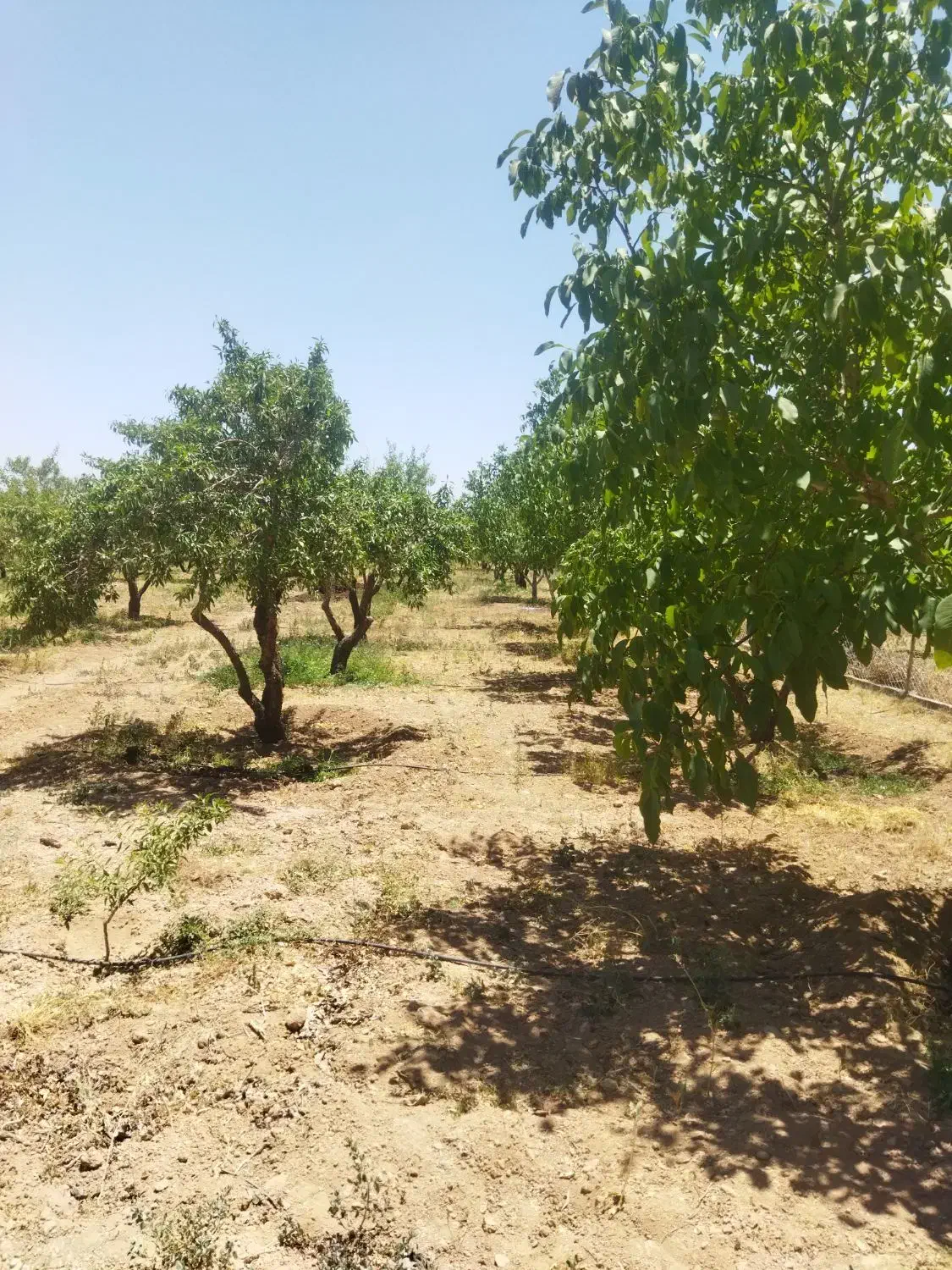 فرصتی بی نظیر برای خرید باغ در منطقه پل زمانخان|فروش زمین و ملک کلنگی|فولادشهر, مسکن مهر فولادشهر|دیوار