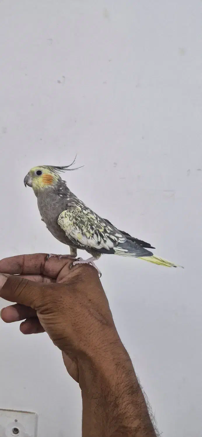 عروس هلندی سخنگو|پرنده|فردوس (خراسان), |دیوار