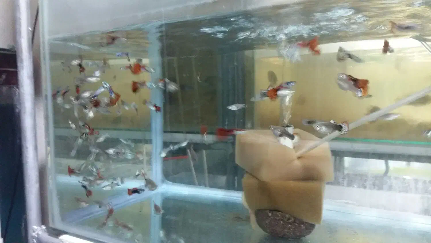 گوپی سنگاپوری شکم پر|ماهی|قزوین, |دیوار