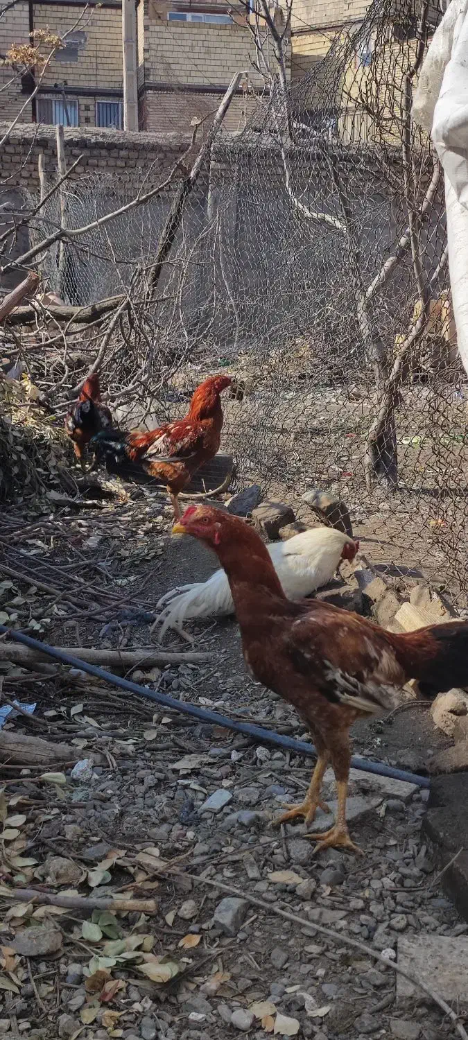 خروس|حیوانات مزرعه|مشهد, منزل آباد|دیوار